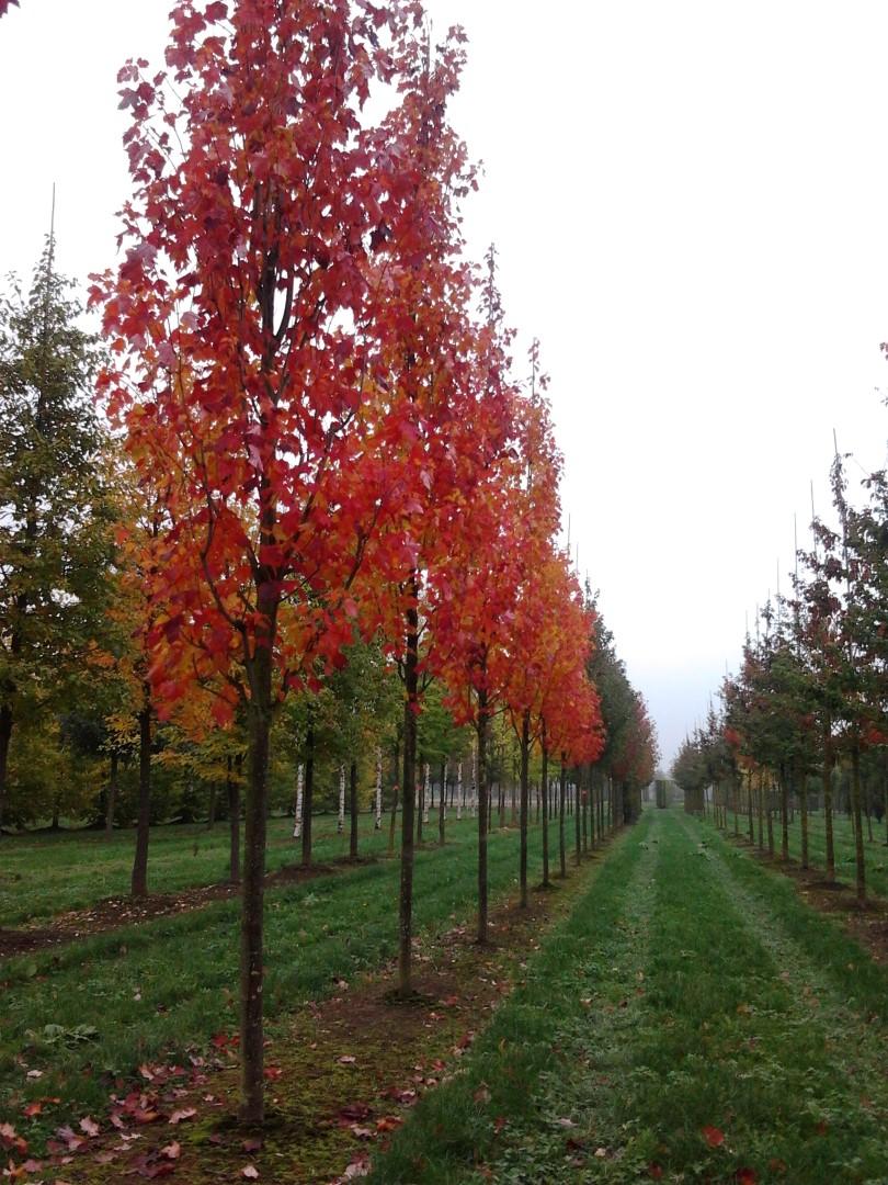 Acer Rubrum 'bowhall' - View 9 from www redcrocus com
