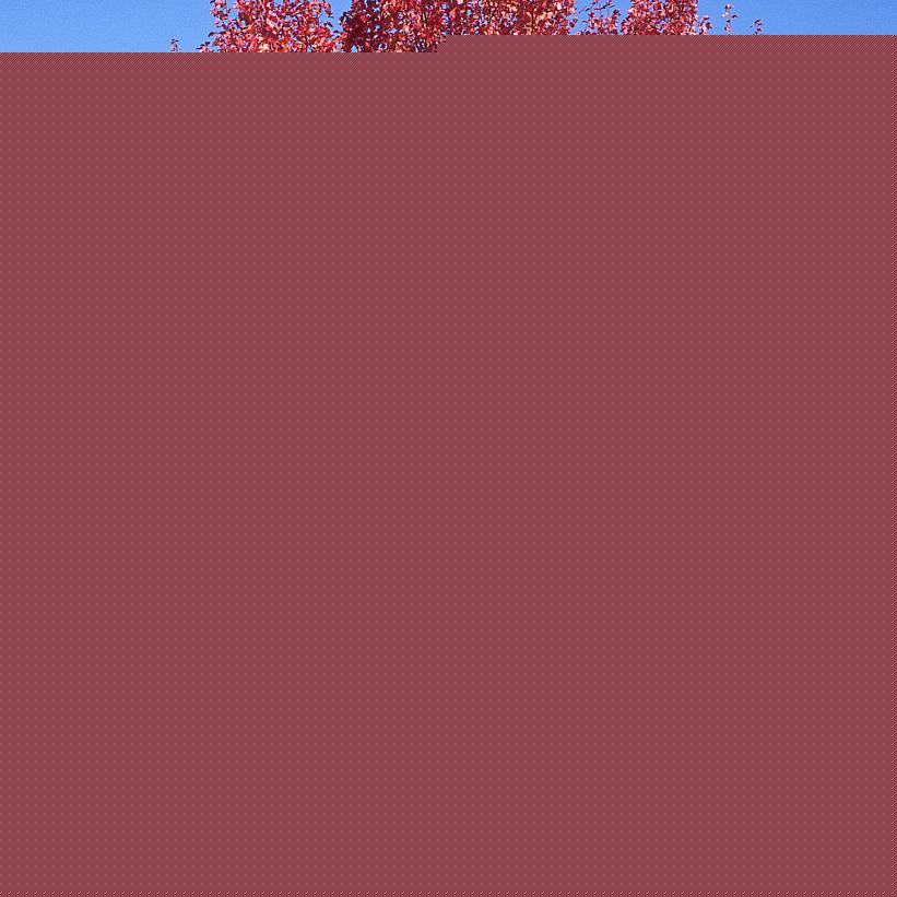Acer Rubrum October Glory - View 10 from www redcrocus com