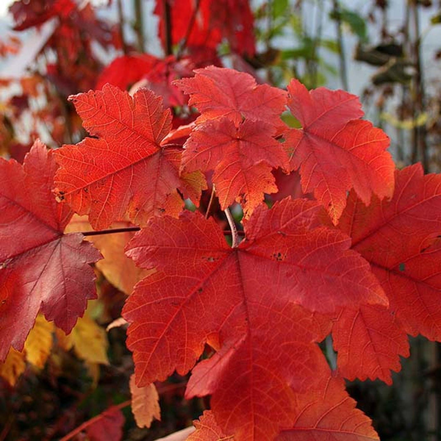 Acer Rubrum October Glory - View 17 from www redcrocus com