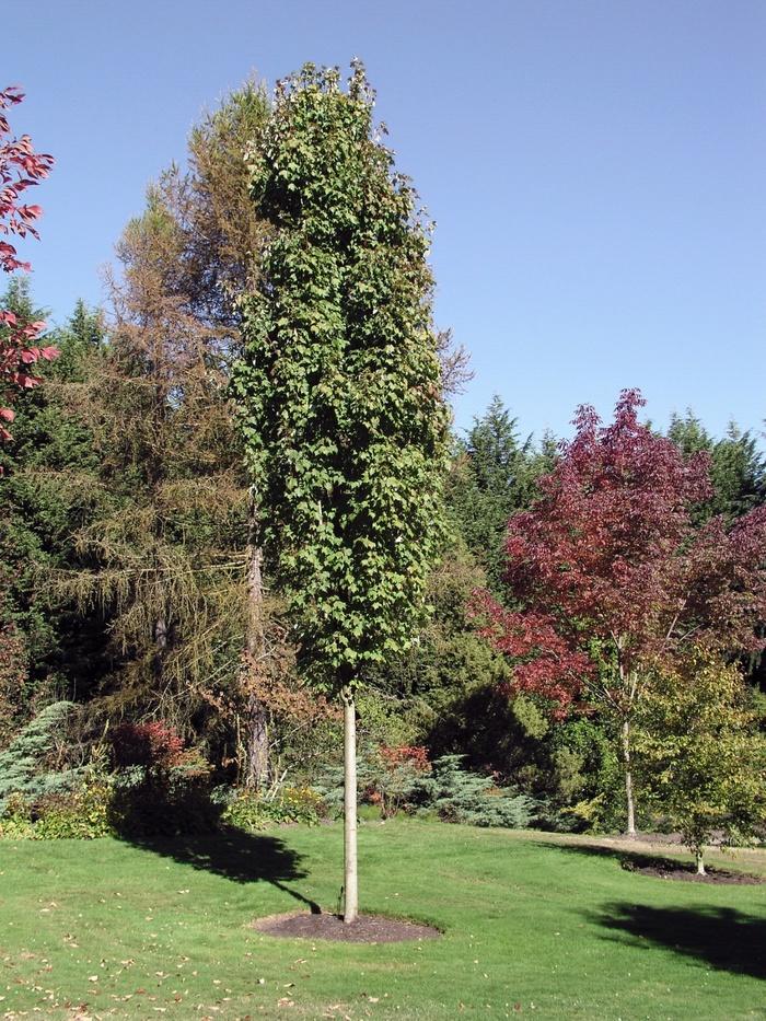 Acer Rubrum Bowhall - View 10 from www redcrocus com