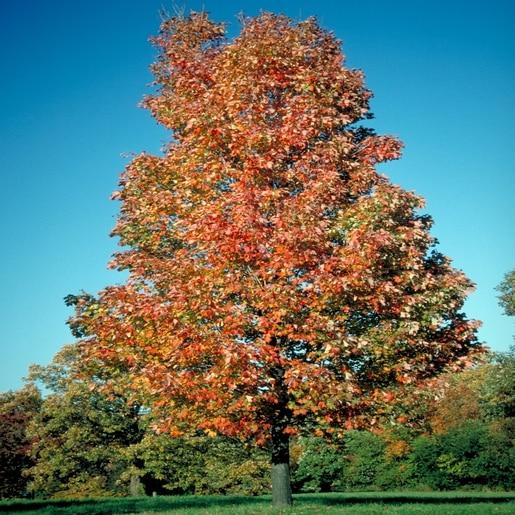 Acer Rubrum Bowhall - View 11 from www redcrocus com