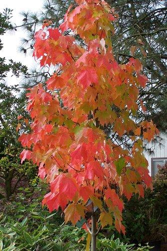 Acer Rubrum Bowhall - View 12 from www redcrocus com