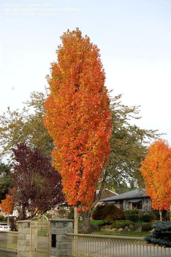 Acer Rubrum Bowhall - View 13 from www redcrocus com