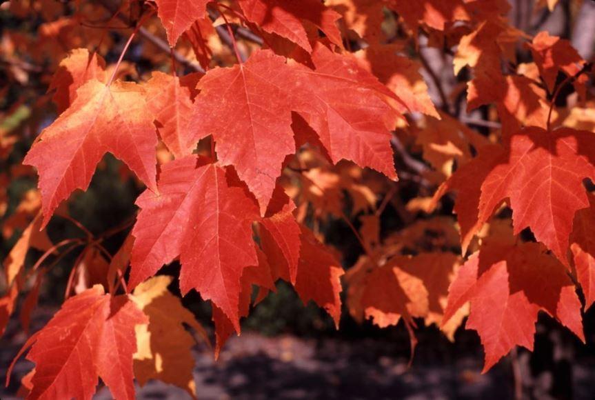 Acer Rubrum Bowhall - View 14 from www redcrocus com