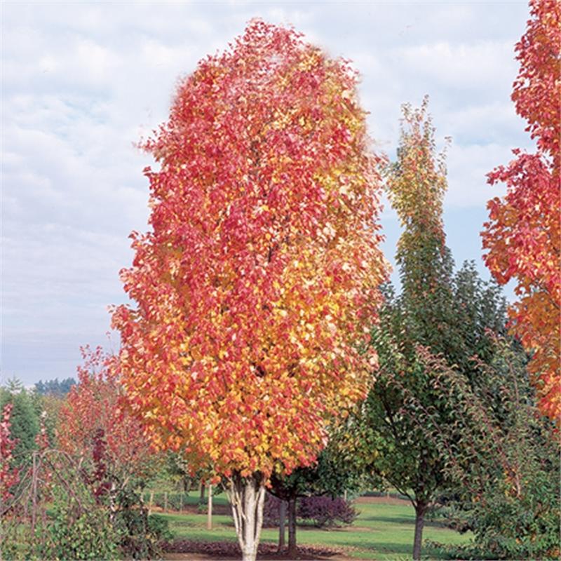 Acer Rubrum Bowhall - View 15 from www redcrocus com