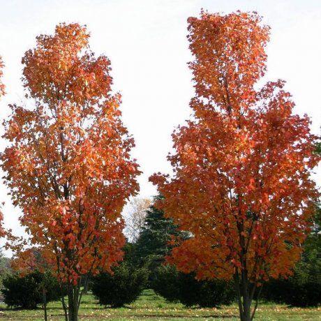 Acer Rubrum Bowhall - View 17 from www redcrocus com