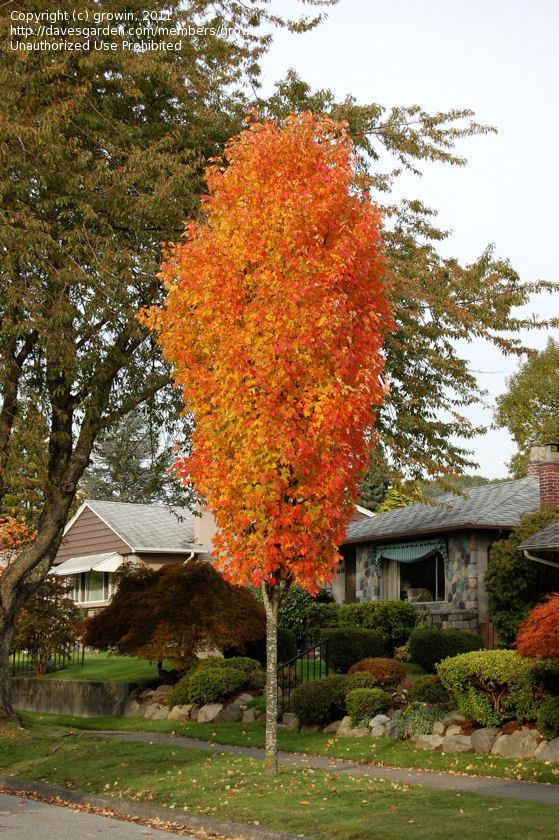 Acer Rubrum Bowhall - View 18 from www redcrocus com