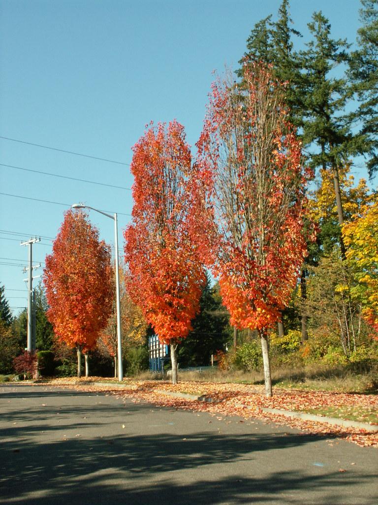 Acer Rubrum Bowhall - View 3 from www redcrocus com
