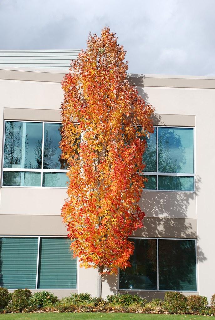 Acer Rubrum Bowhall - View 6 from www redcrocus com