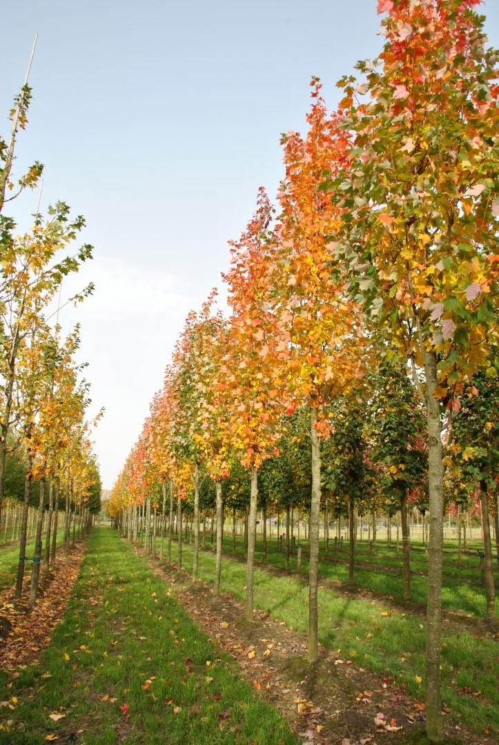 Acer Rubrum Bowhall - View 7 from www redcrocus com