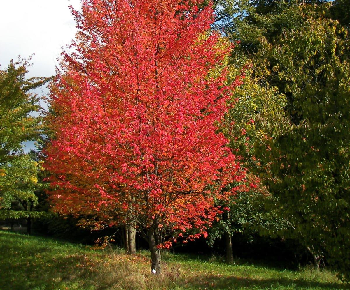 Acer Rubrum Bowhall - View 9 from www redcrocus com