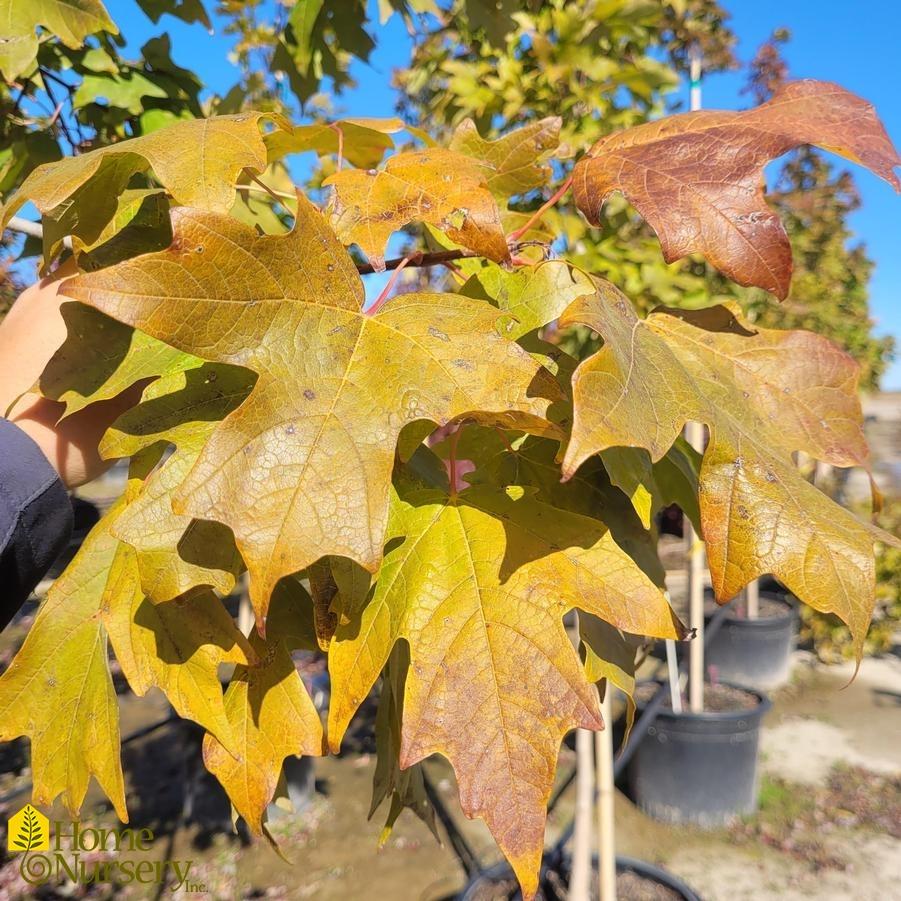 Acer Saccharum Fall Fiesta - View 13 from www redcrocus com