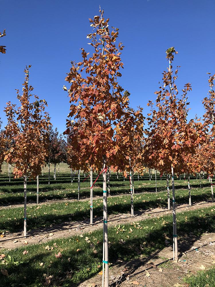 Acer Saccharum Fall Fiesta - View 8 from www redcrocus com