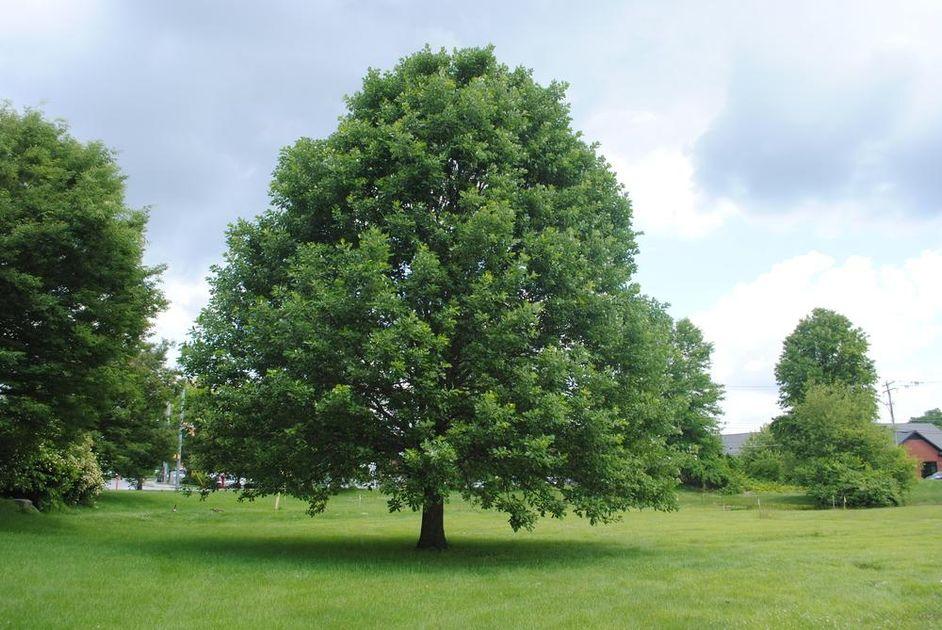 Quercus Bicolor - View 18 from www redcrocus com