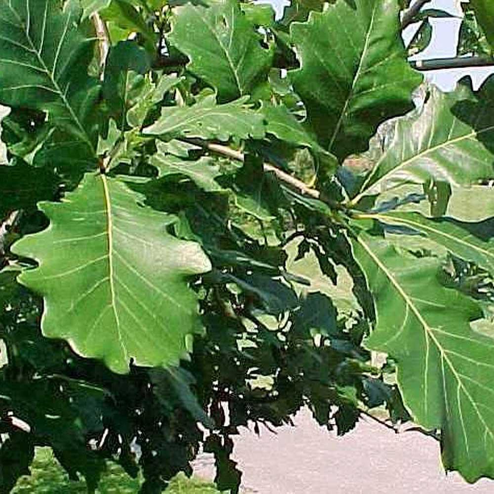 Quercus Bicolor - View 19 from www redcrocus com