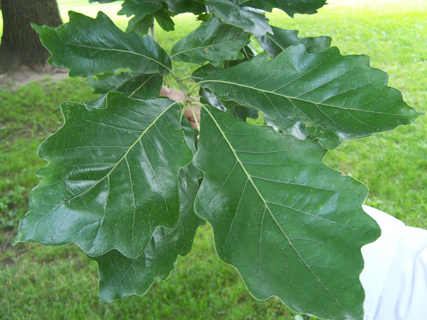 Quercus Bicolor - View 4 from www redcrocus com