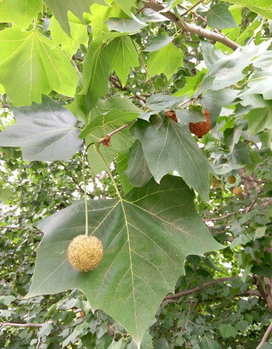 Platanus Occidentalis - View 10 from www redcrocus com