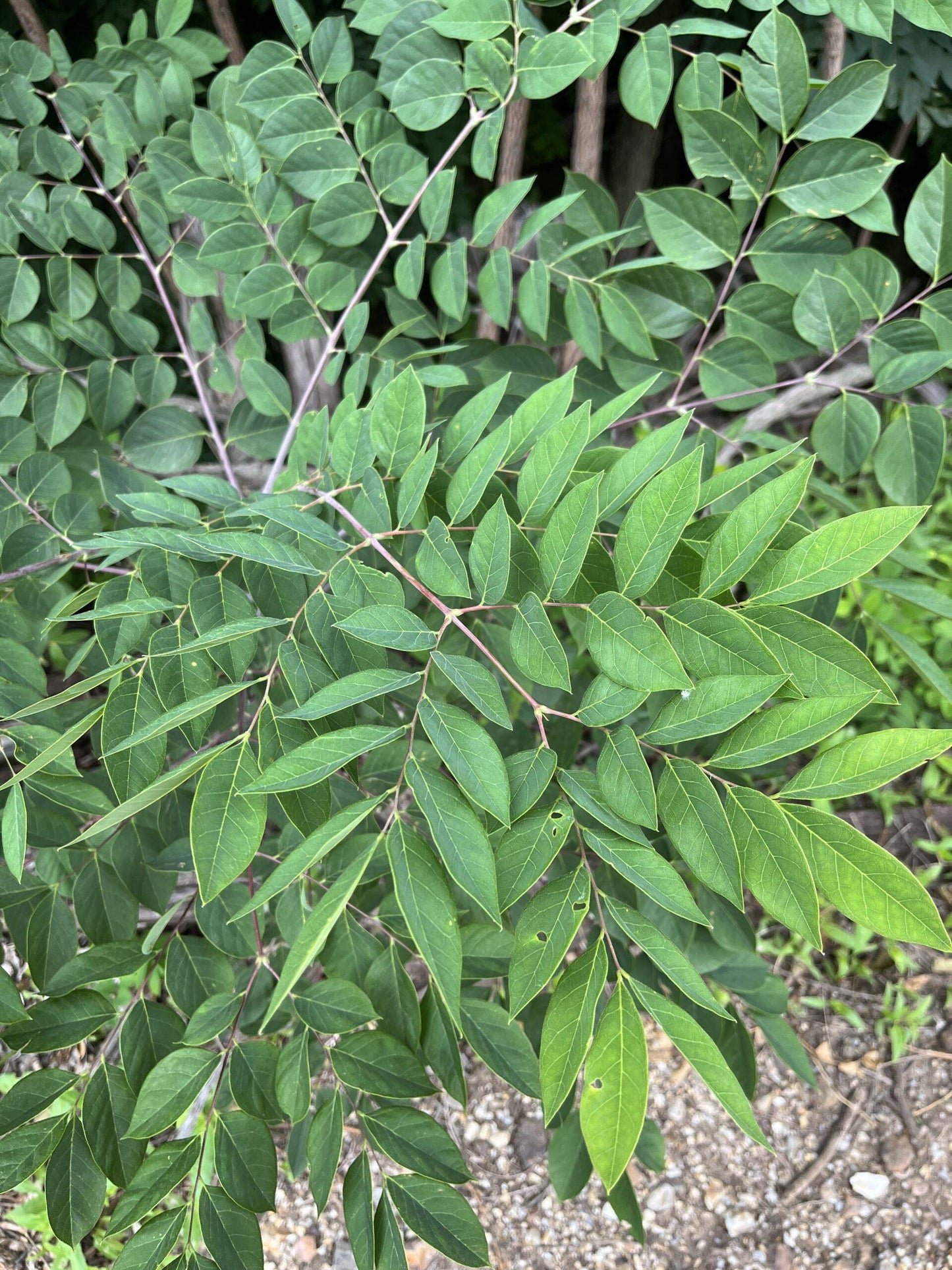 Gymnocladus Dioicus - View 10 from www redcrocus com