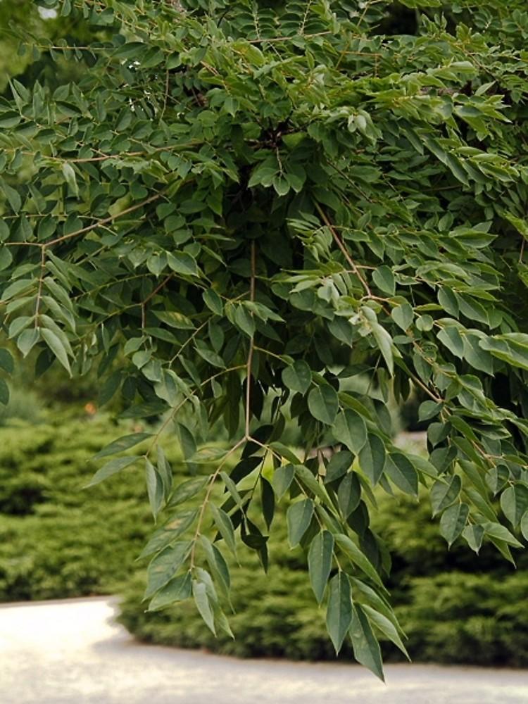 Gymnocladus Dioicus - View 13 from www redcrocus com