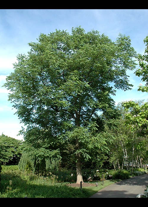 Gymnocladus Dioicus - View 15 from www redcrocus com