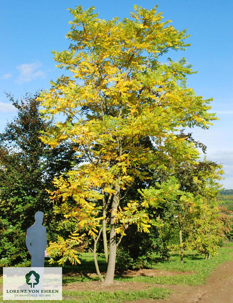 Gymnocladus Dioicus - View 15 from www redcrocus com