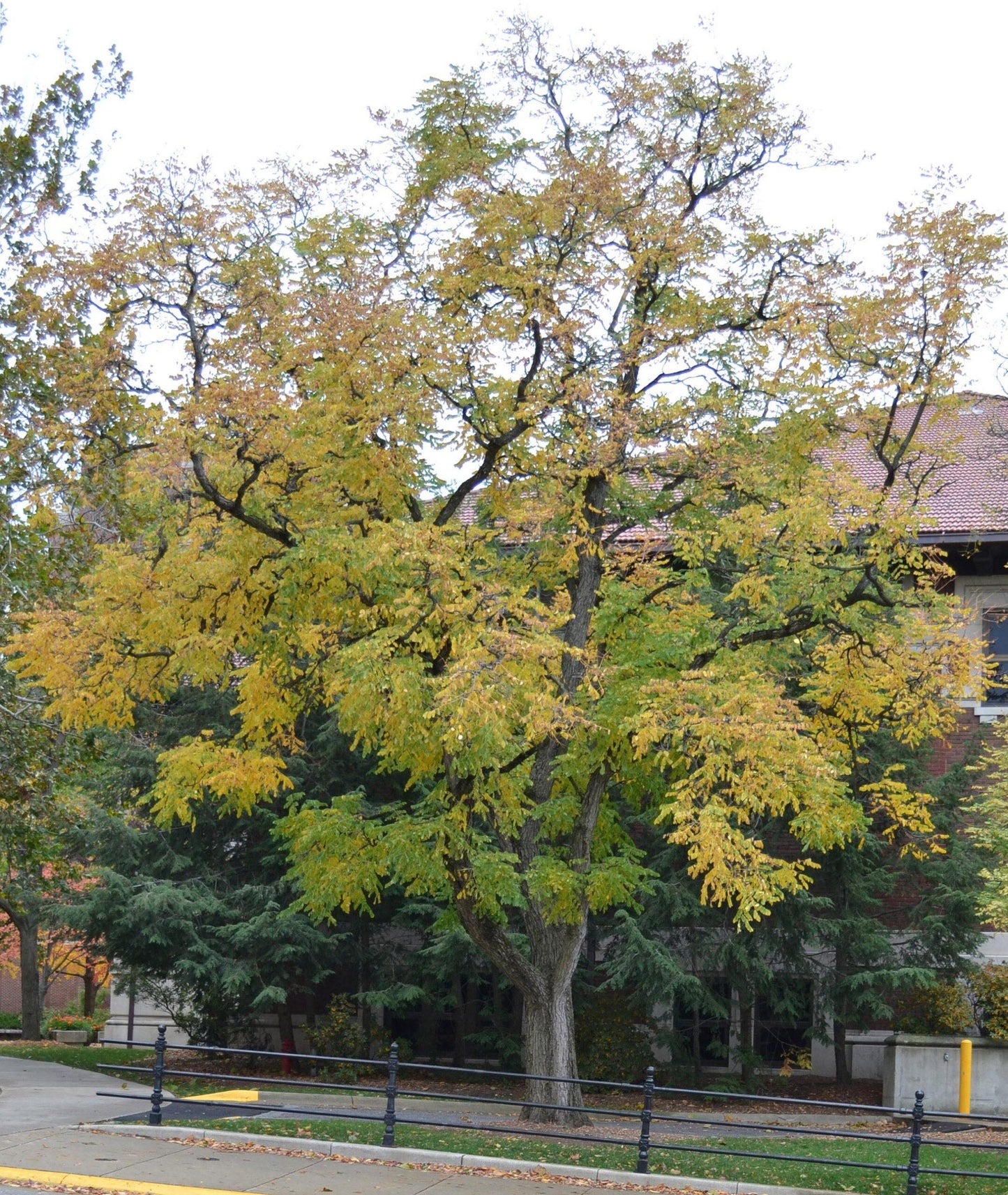 Gymnocladus Dioicus - View 18 from www redcrocus com