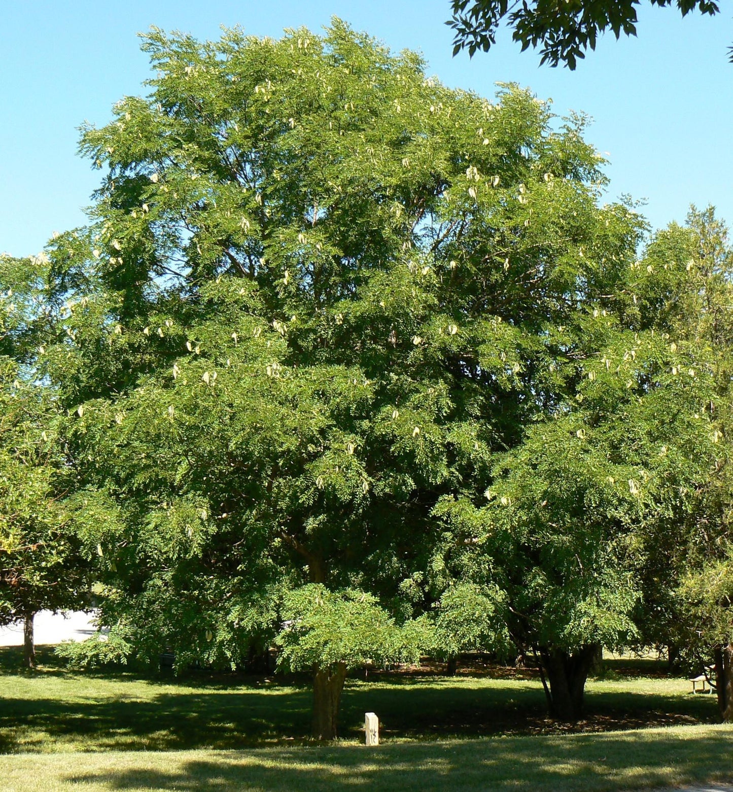 Gymnocladus Dioicus - View 19 from www redcrocus com