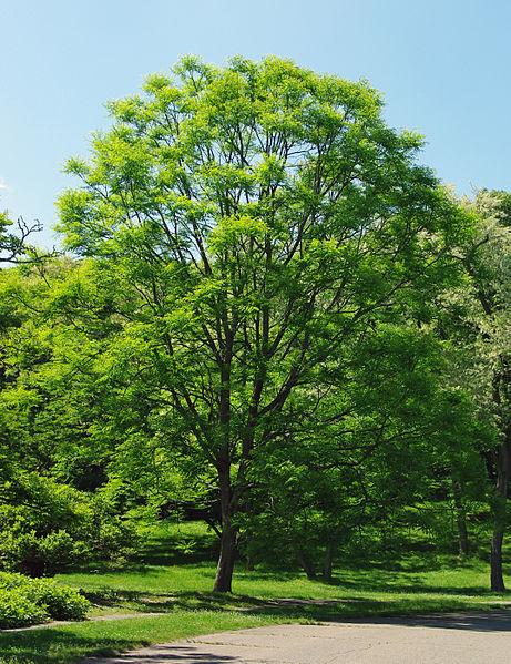 Gymnocladus Dioicus - View 21 from www redcrocus com