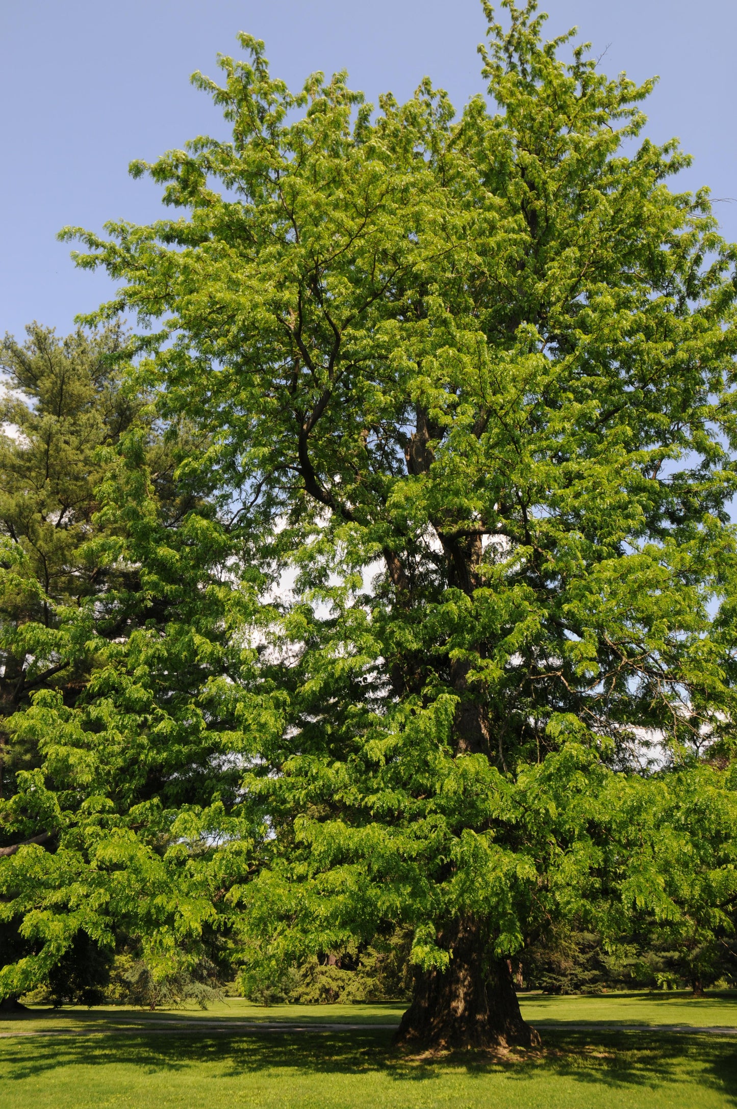 Gymnocladus Dioicus - View 22 from www redcrocus com