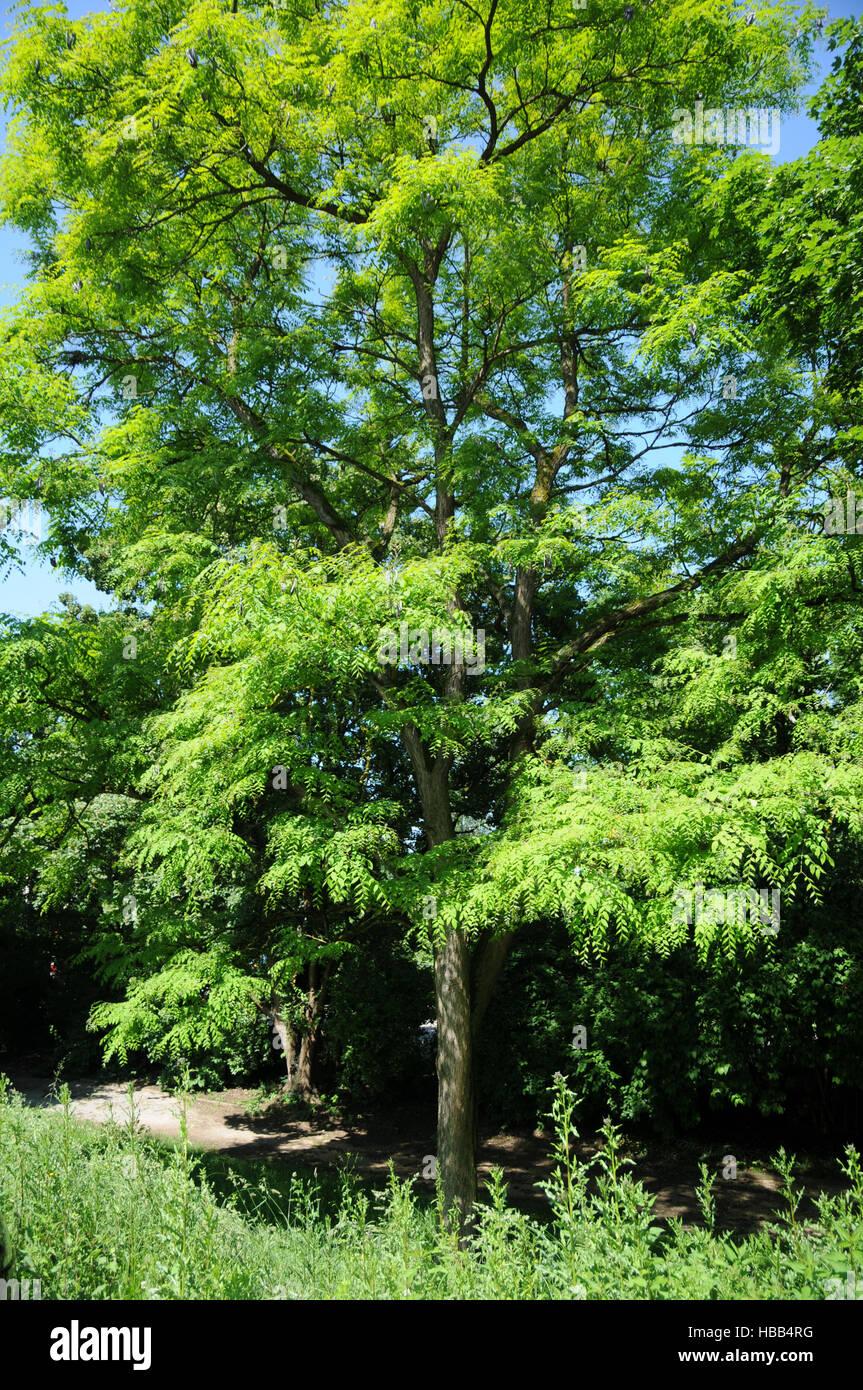 Gymnocladus Dioicus - View 23 from www redcrocus com
