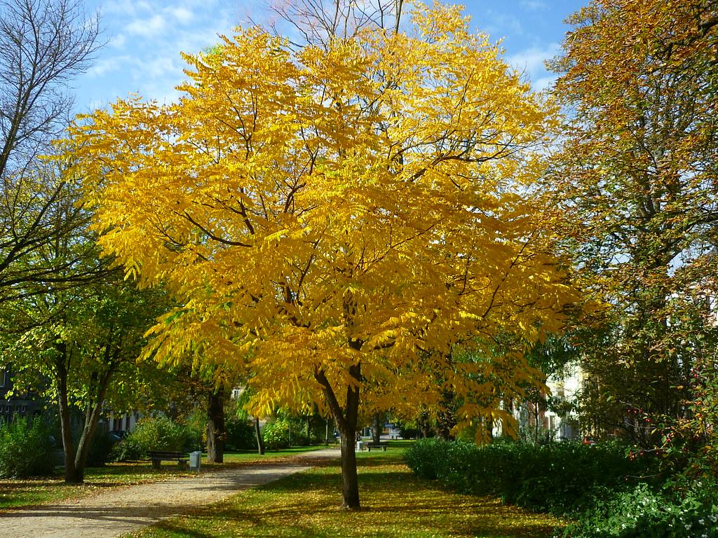 Gymnocladus Dioicus - View 24 from www redcrocus com