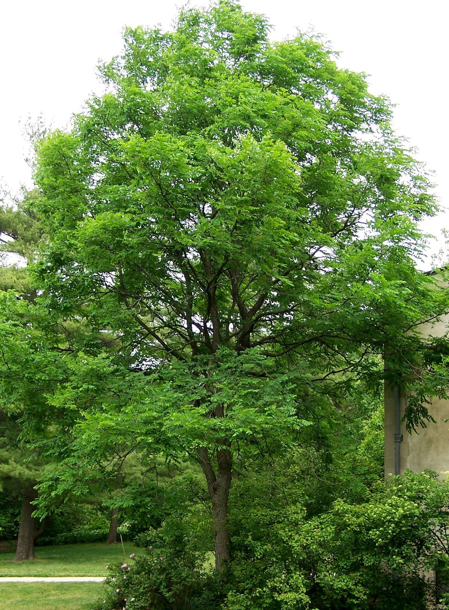 Gymnocladus Dioicus - View 2 from www redcrocus com