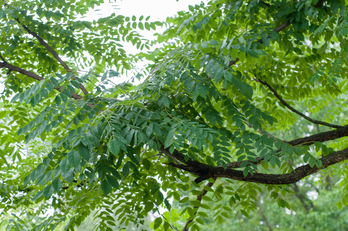Gymnocladus Dioicus - View 4 from www redcrocus com
