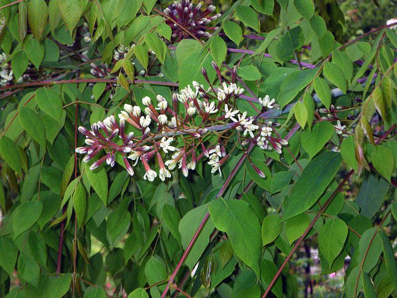 Gymnocladus Dioicus - View 5 from www redcrocus com