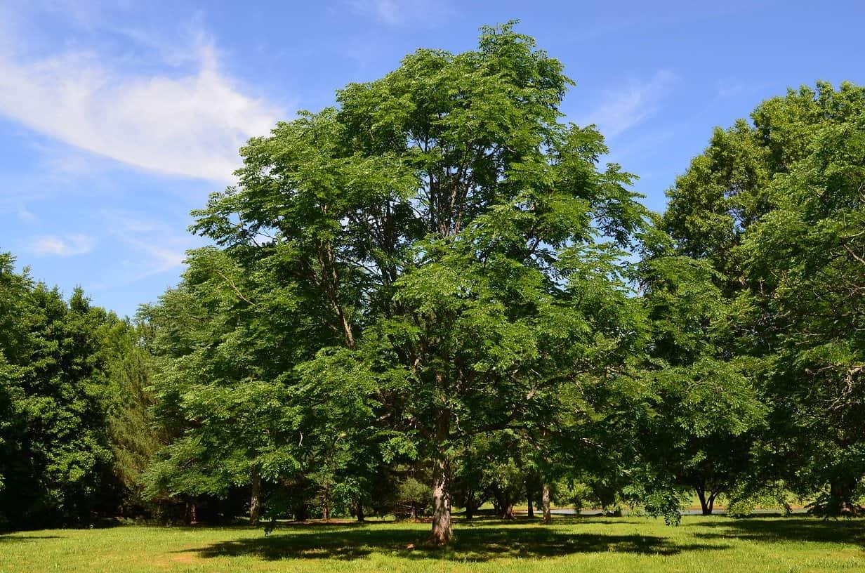 Gymnocladus Dioicus - View 6 from www redcrocus com
