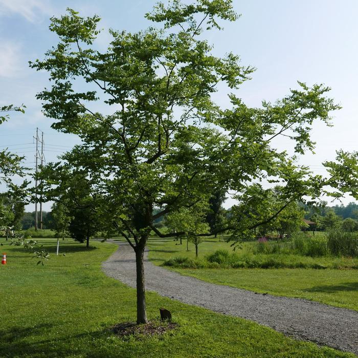 Gymnocladus Dioicus - View 8 from www redcrocus com