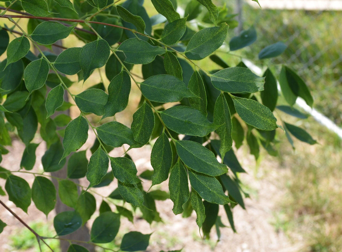 Gymnocladus Dioicus - View 9 from www redcrocus com