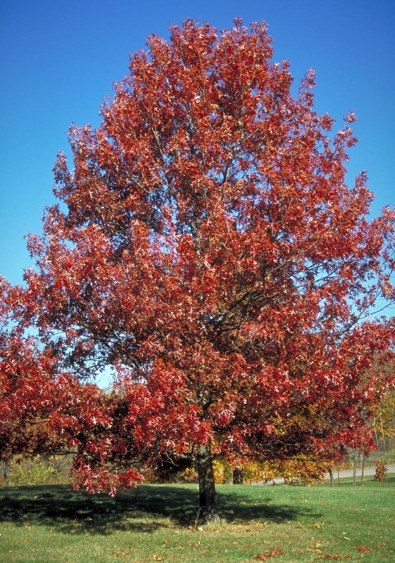 Quercus Coccinea - View 10 from www redcrocus com