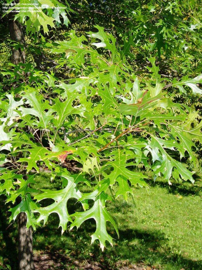 Quercus Coccinea - View 11 from www redcrocus com