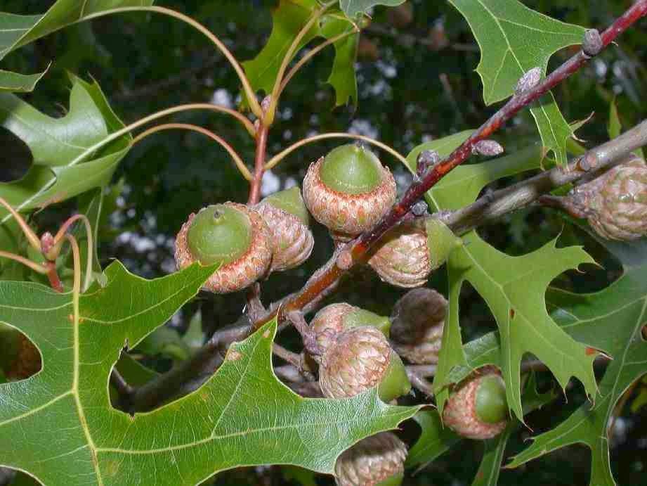 Quercus Coccinea - View 12 from www redcrocus com