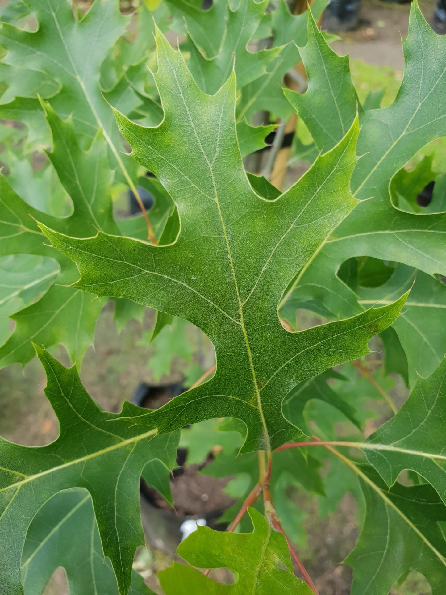 Quercus Coccinea - View 13 from www redcrocus com
