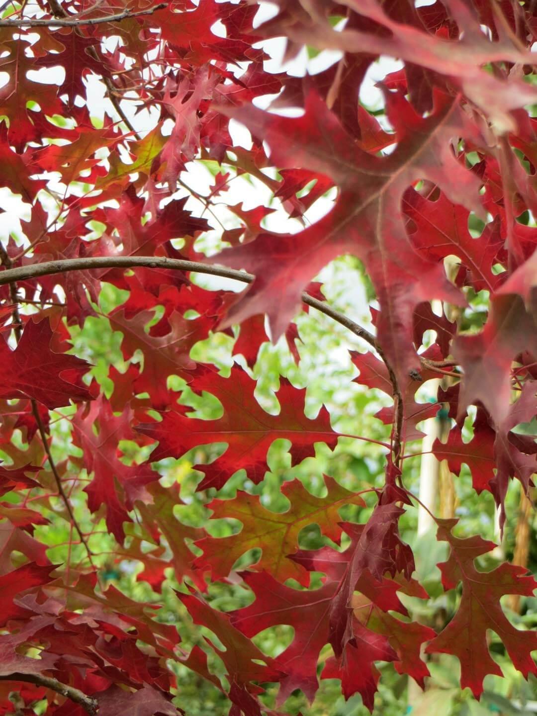 Quercus Coccinea - View 15 from www redcrocus com