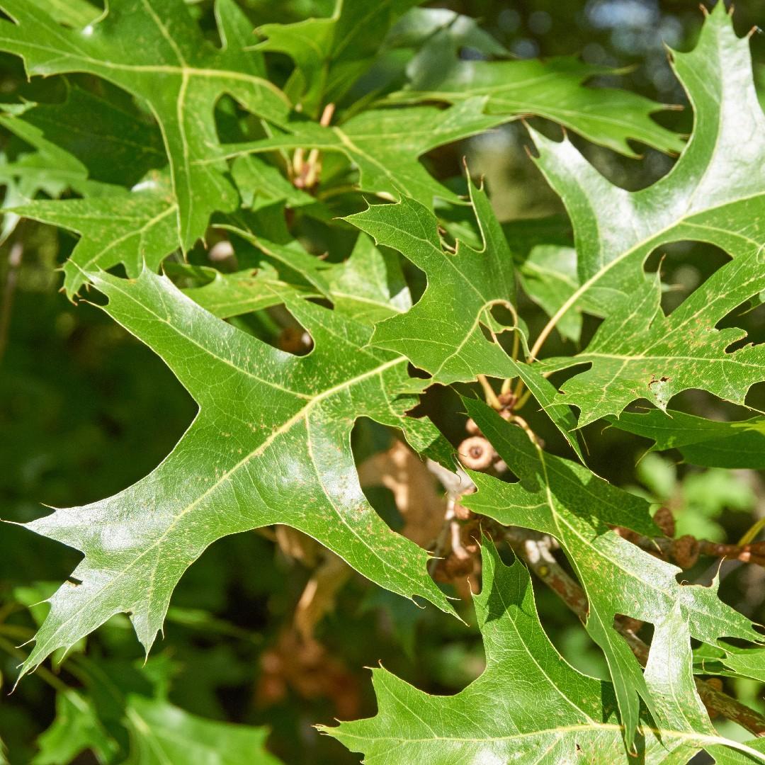 Quercus Coccinea - View 16 from www redcrocus com