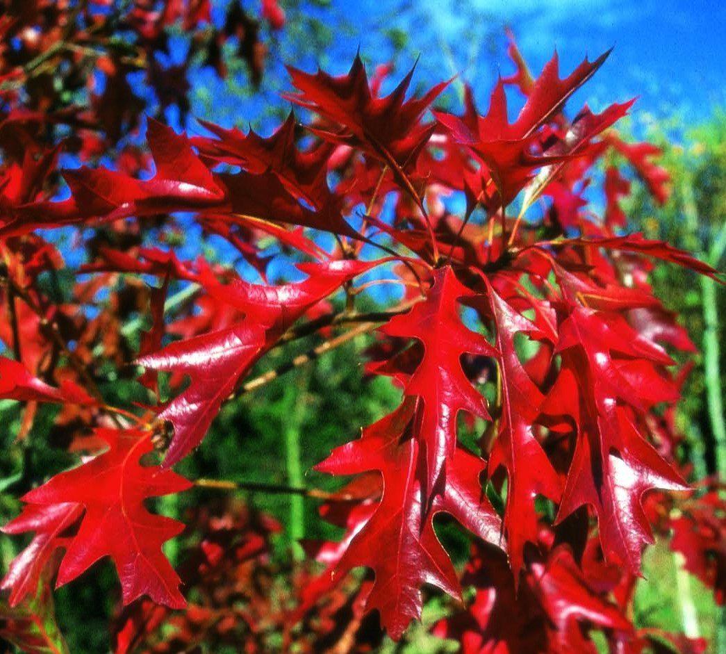 Quercus Coccinea - View 17 from www redcrocus com