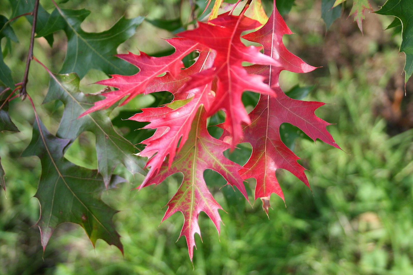 Quercus Coccinea - View 2 from www redcrocus com