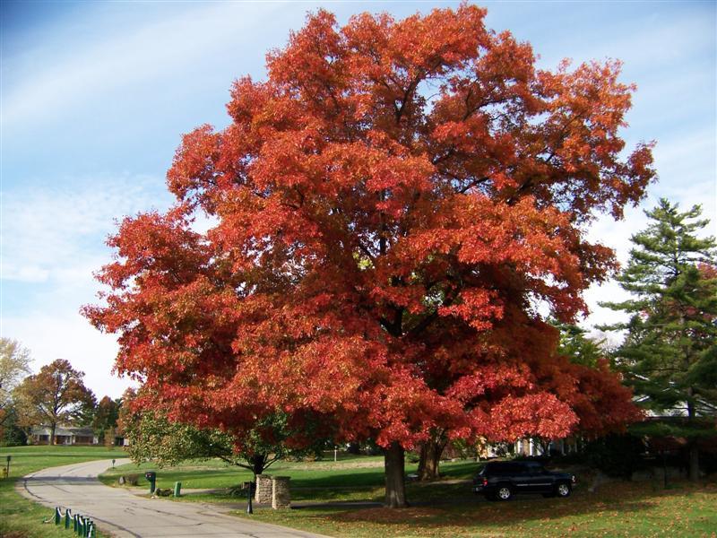 Quercus Coccinea - View 3 from www redcrocus com