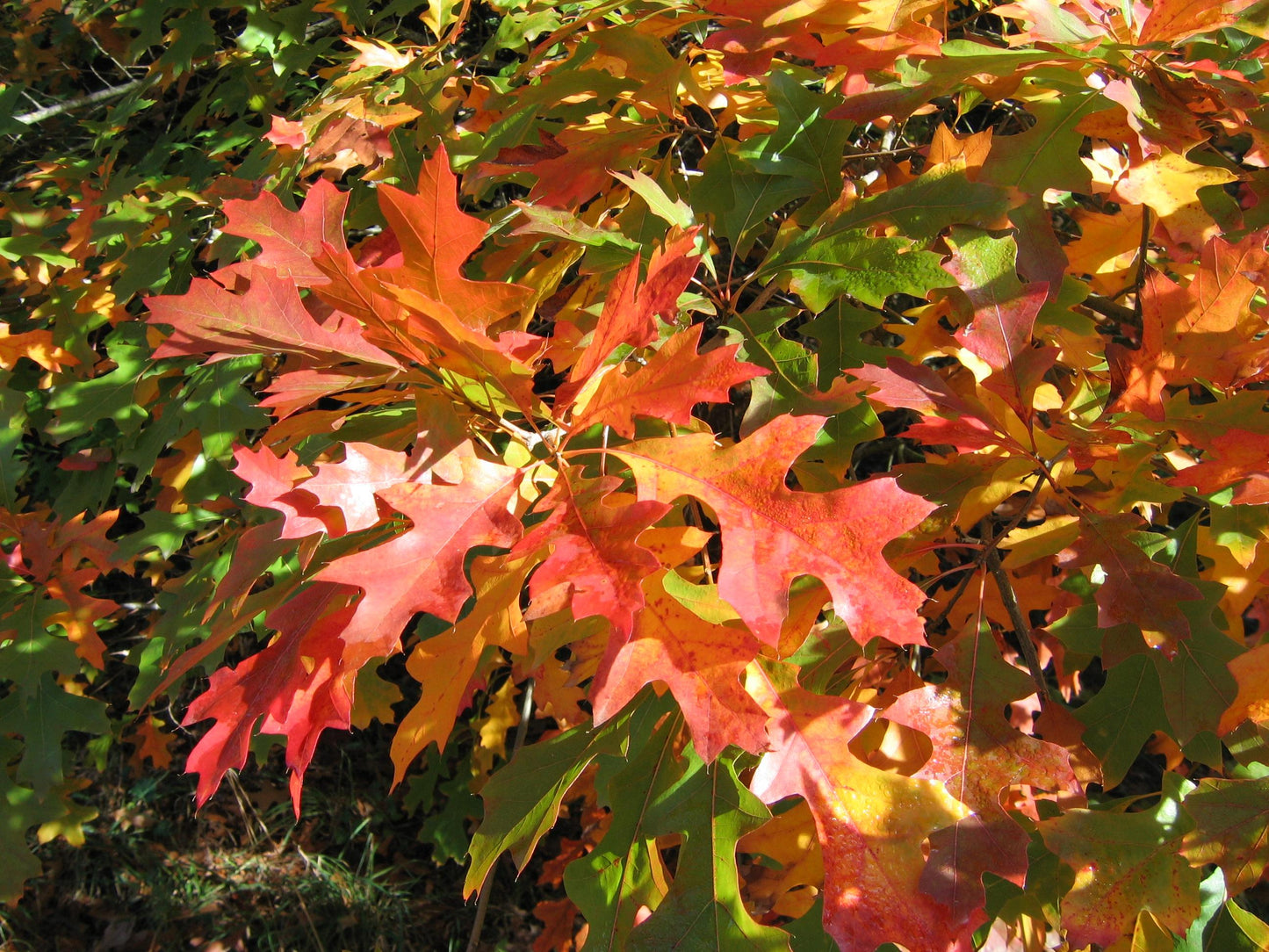Quercus Coccinea - View 5 from www redcrocus com