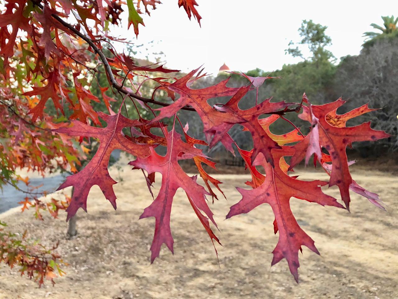 Quercus Coccinea - View 7 from www redcrocus com