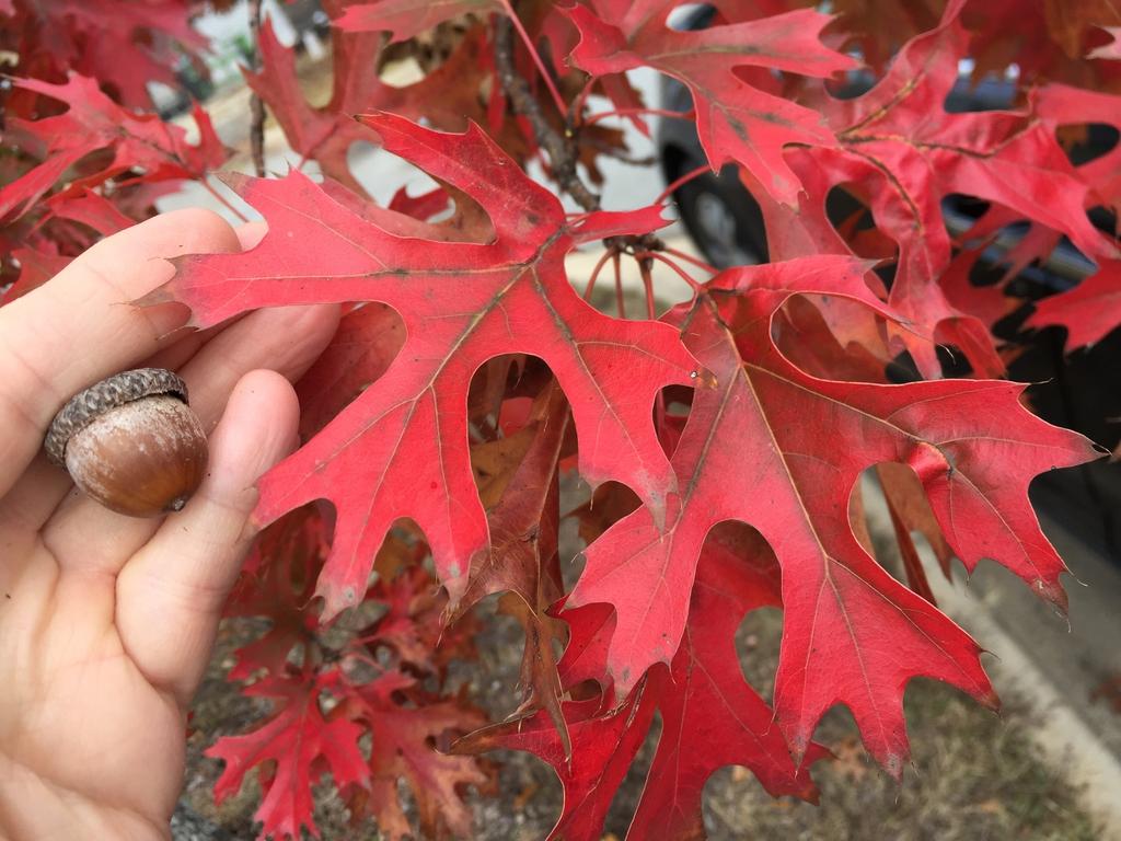 Quercus Coccinea - View 9 from www redcrocus com