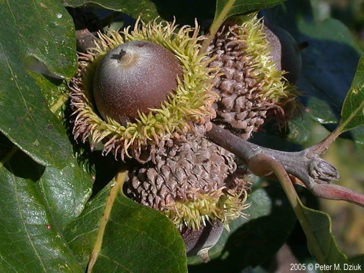 Quercus Macrocarpa Burr - View 11 from www redcrocus com